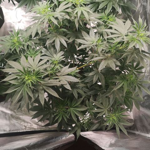 10th Planet growlog timeline photo
