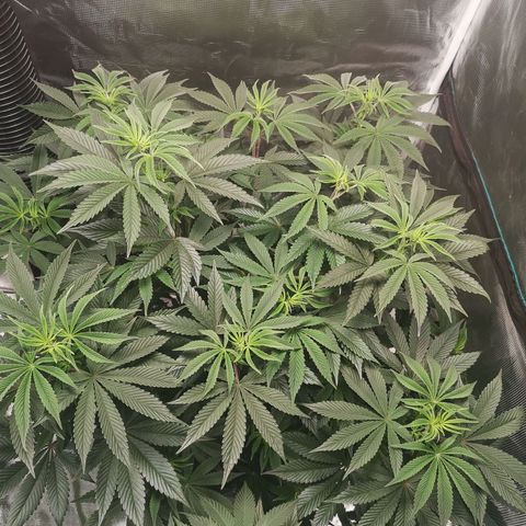 O. K. C growlog timeline photo