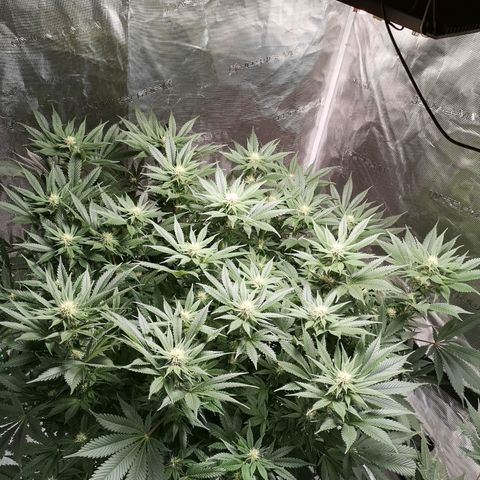 Cheese growlog timeline photo