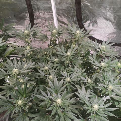 Northern Lights #5 growlog timeline photo