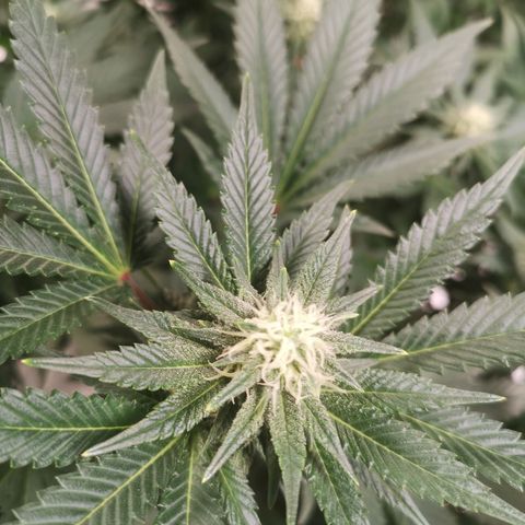 Northern Lights #5 growlog timeline photo