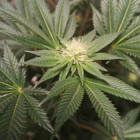 Grandaddy black growlog timeline photo
