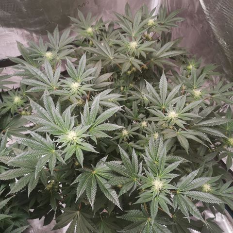 Grandaddy black growlog timeline photo