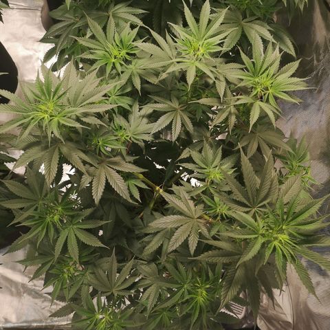 10th Planet growlog timeline photo