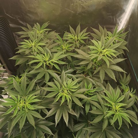 O. K. C growlog timeline photo