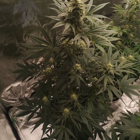 Banana hammock auto  growlog timeline photo