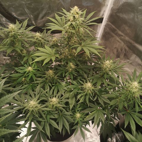 Europa Auto growlog timeline photo