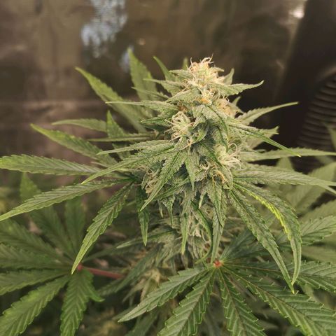 Europa Auto growlog timeline photo