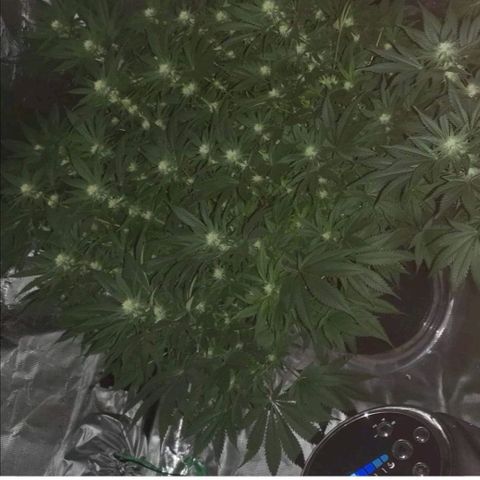 Cheese growlog timeline photo
