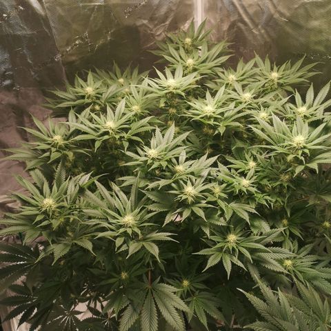 Cheese growlog timeline photo