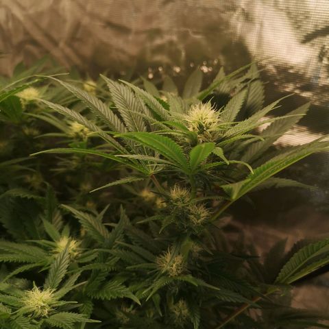 Cheese growlog timeline photo