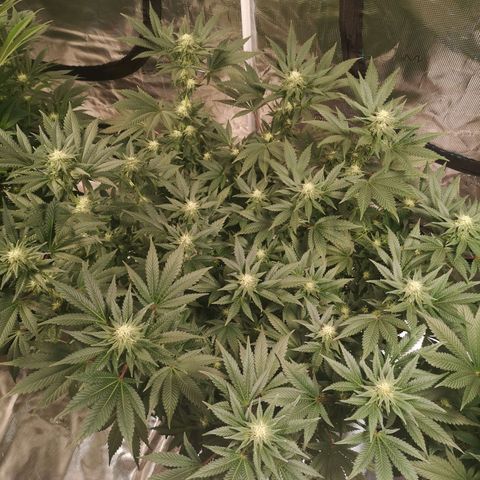 Northern Lights #5 growlog timeline photo