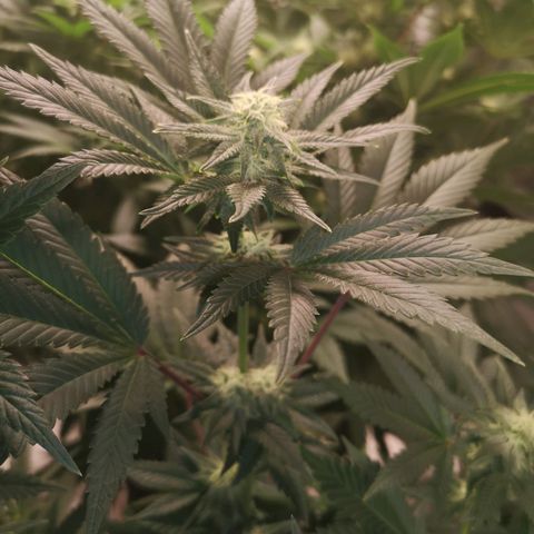 Northern Lights #5 growlog timeline photo