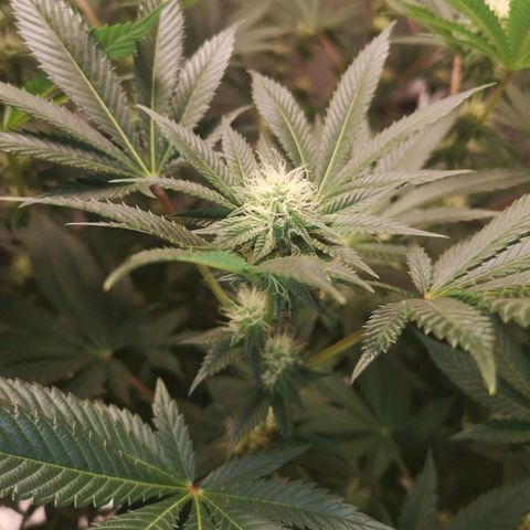 Grandaddy black growlog timeline photo