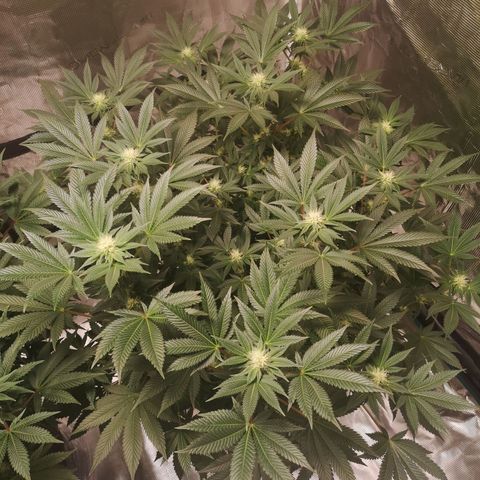 Grandaddy black growlog timeline photo
