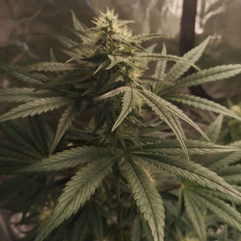 Banana hammock auto  growlog timeline photo