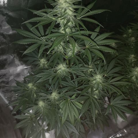 Banana hammock auto  growlog timeline photo