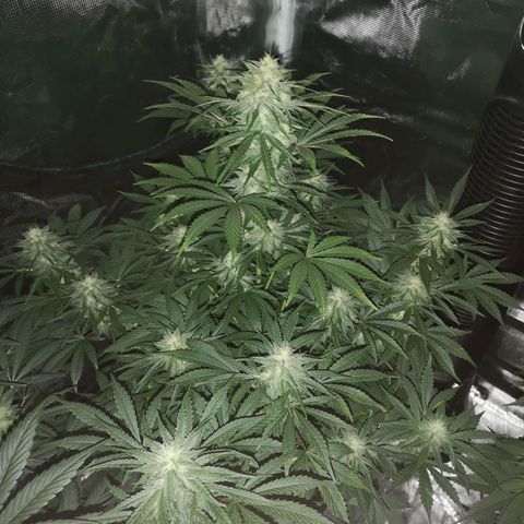 Europa Auto growlog timeline photo