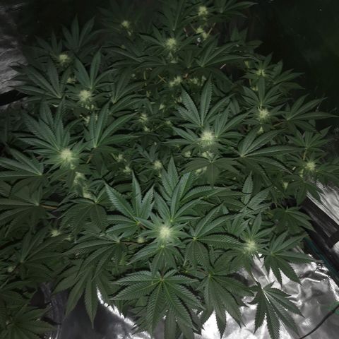 Grandaddy black growlog timeline photo