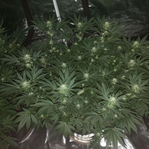 Northern Lights #5 growlog timeline photo