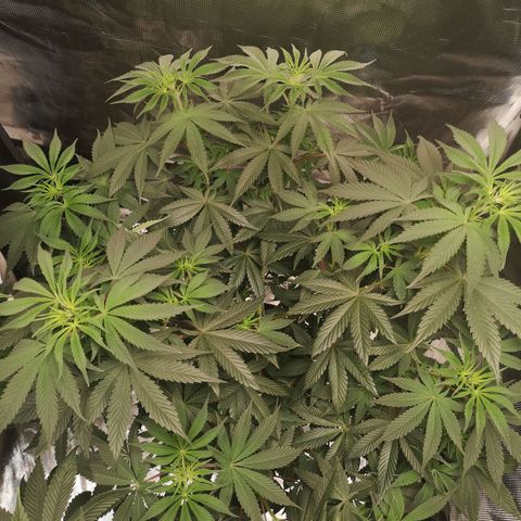 10th Planet growlog timeline photo
