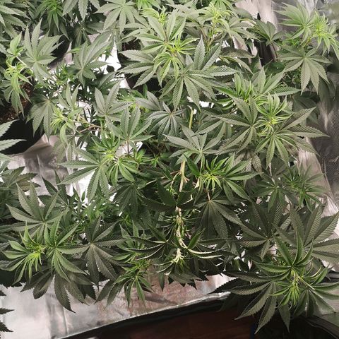 O. K. C growlog timeline photo