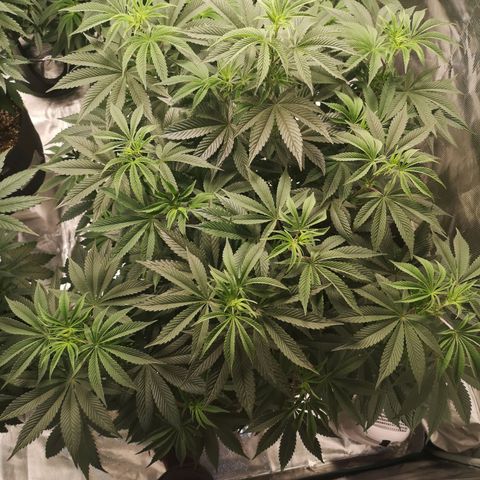 O. K. C growlog timeline photo