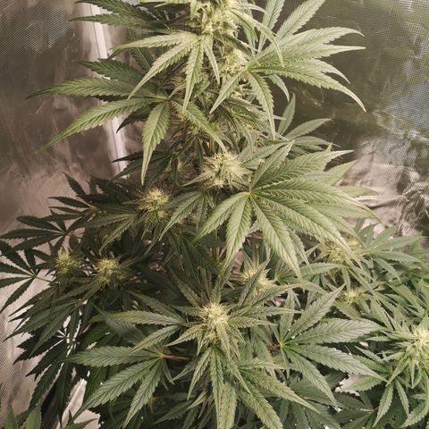 Banana hammock auto  growlog timeline photo