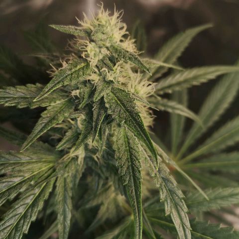Banana hammock auto  growlog timeline photo