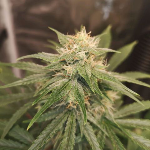 Europa Auto growlog timeline photo