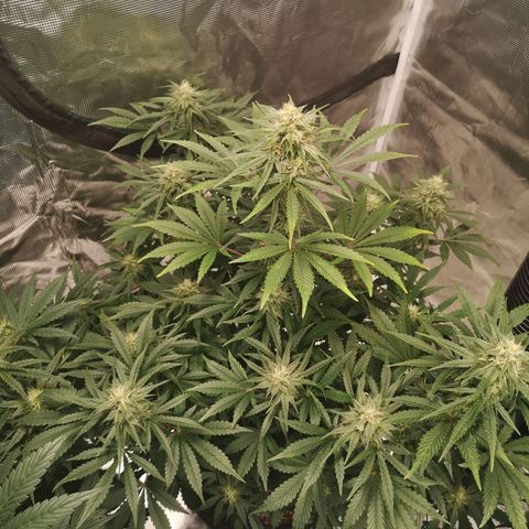 Europa Auto growlog timeline photo