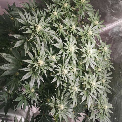Cheese growlog timeline photo