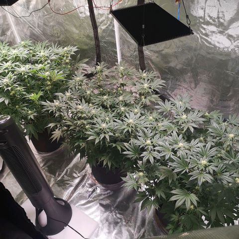 Cheese growlog timeline photo