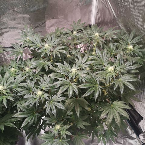 Grandaddy black growlog timeline photo
