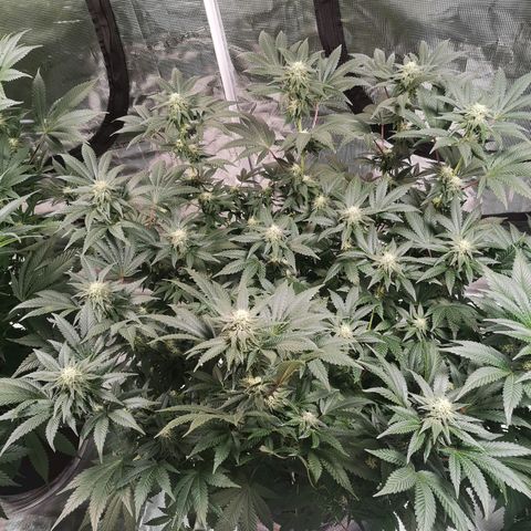 Northern Lights #5 growlog timeline photo