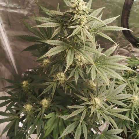 Banana hammock auto  growlog timeline photo
