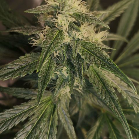 Banana hammock auto  growlog timeline photo