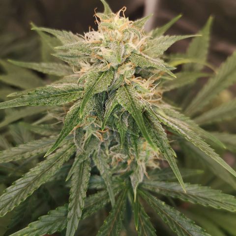 Europa Auto growlog timeline photo