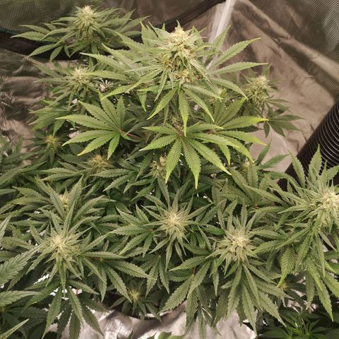 Europa Auto growlog timeline photo