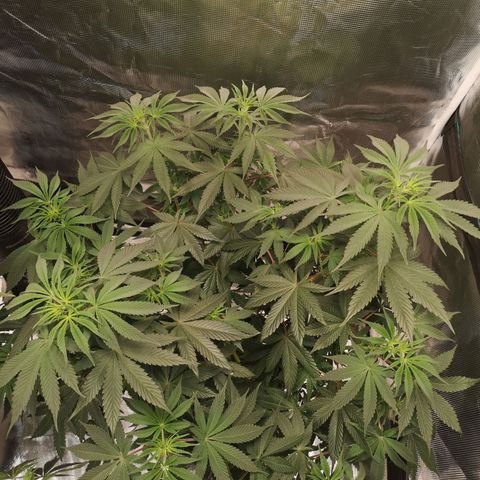 10th Planet growlog photo: Started drooping from lack of watering