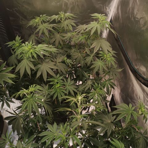 10th Planet growlog photo: Started drooping from lack of watering