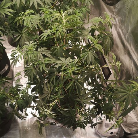 O. K. C growlog photo: Started to droop from lack of watering