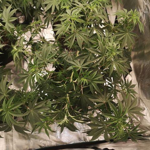 O. K. C growlog photo: Started to droop from lack of watering