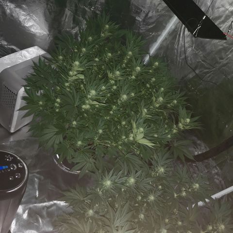 Cheese growlog timeline photo