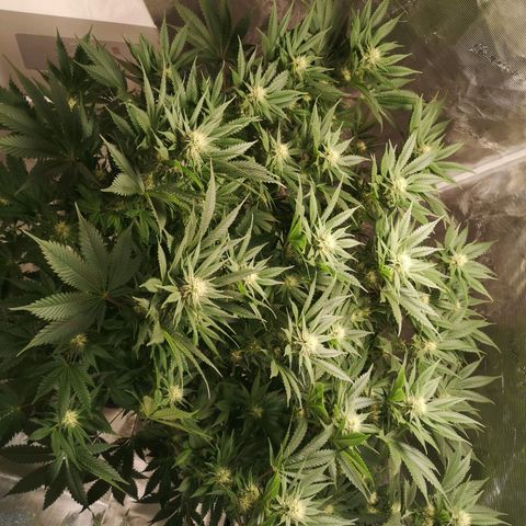 Cheese growlog timeline photo