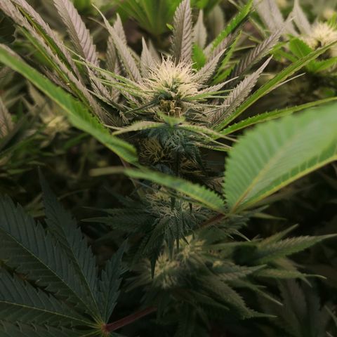 Cheese growlog timeline photo