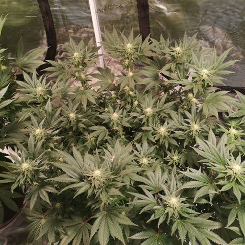 Northern Lights #5 growlog timeline photo