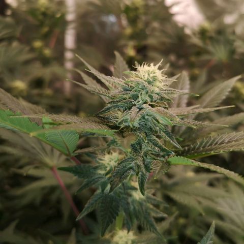 Northern Lights #5 growlog timeline photo