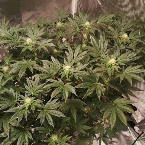 Grandaddy black growlog timeline photo