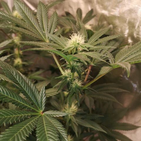 Grandaddy black growlog timeline photo